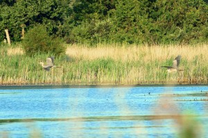 wetlands photo