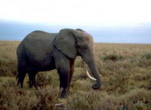 african-elephant-male
