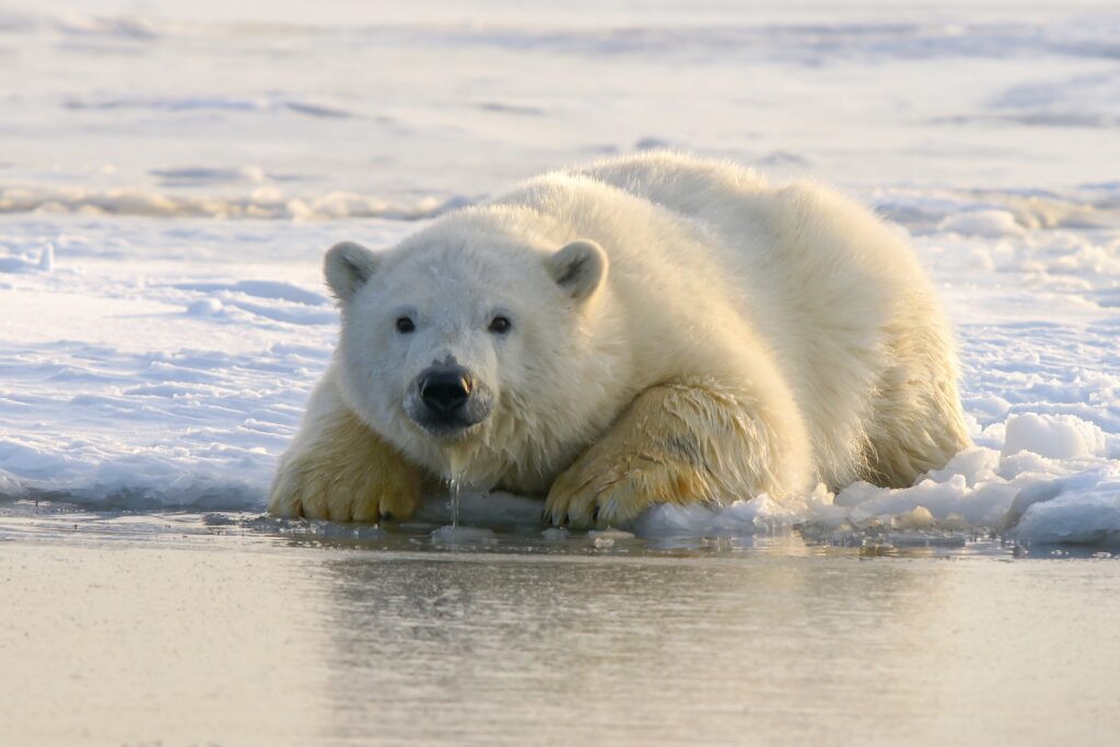 this is an image of a polar bear